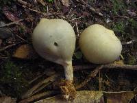 Psilocybe weraroa image