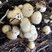 Psathyrella candolleana image