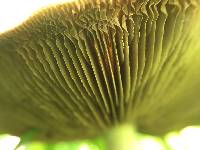 Agrocybe praecox image