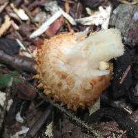 Pholiota squarrosa image