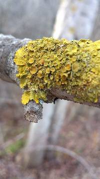 Xanthoria parietina var. parietina image