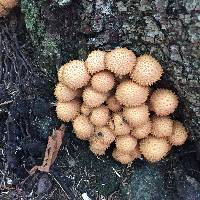 Pholiota squarrosa image