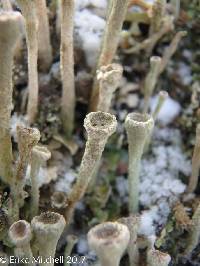 Cladonia fimbriata image