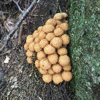 Pholiota squarrosa image