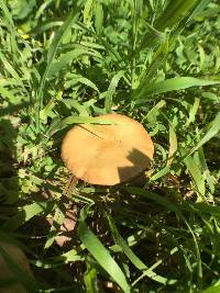 Agrocybe praecox image