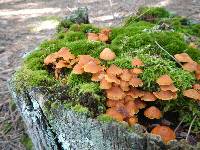 Xeromphalina campanella image