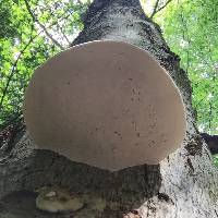 Ganoderma applanatum image