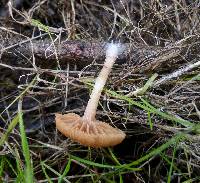 Tubaria furfuracea image