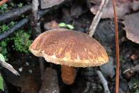 Gyroporus castaneus image