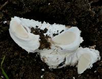 Amanita magniverrucata image