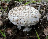 Amanita magniverrucata image