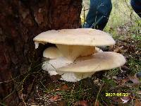 Pleurotus dryinus image