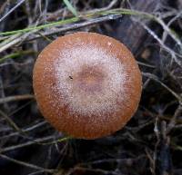 Tubaria furfuracea image