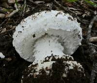 Amanita magniverrucata image