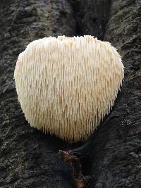 Hericium erinaceus image