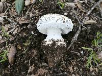 Amanita magniverrucata image