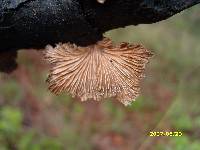 Schizophyllum commune image