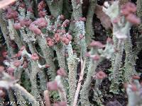 Cladonia cristatella image