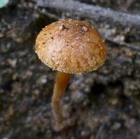 Agrocybe pediades image