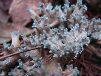 Ramaria cyanocephala image