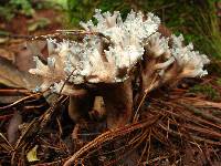 Ramaria cyanocephala image