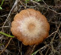 Tubaria furfuracea image