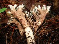 Ramaria cyanocephala image