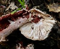 Amanita novinupta image