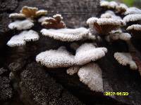 Schizophyllum commune image