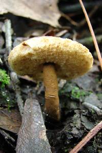 Gyroporus castaneus image