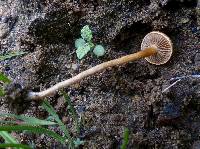 Agrocybe pediades image