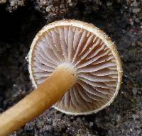 Agrocybe pediades image