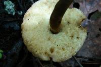 Gyroporus castaneus image