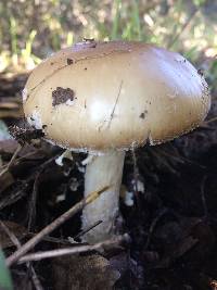 Amanita pantherina image