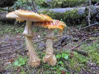 Amanita muscaria image