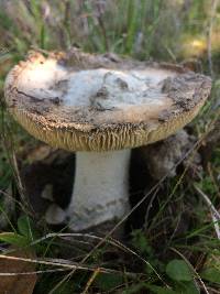 Amanita velosa image