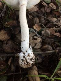 Amanita ocreata image