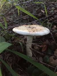 Amanita ocreata image