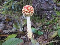 Amanita muscaria image