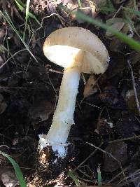 Amanita pantherina image