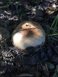 Amanita pantherina image