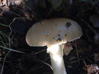 Amanita pantherina image