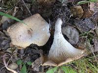 Clitocybe gibba image