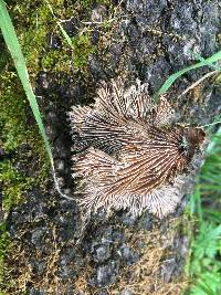 Schizophyllum commune image