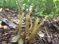 Penicilliopsis clavariiformis image