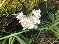 Schizophyllum commune image