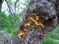 Phellinus gilvus image