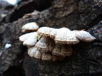 Schizophyllum commune image