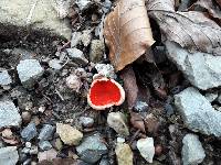 Sarcoscypha coccinea image