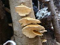 Trametes versicolor image